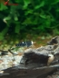 Preview: Super Crystal Black